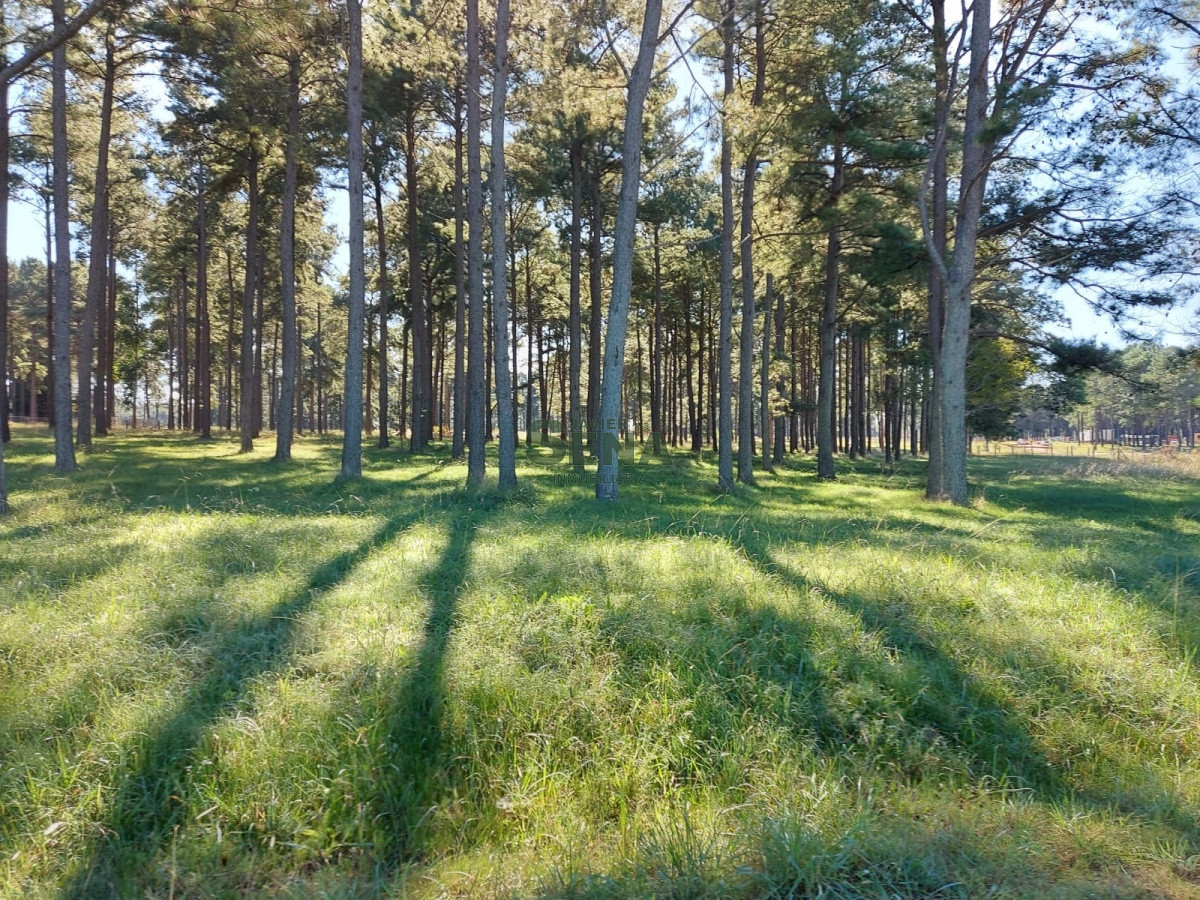 La Pataia - GoPunta - Portal Inmobiliario de Punta del Este - Maldonado