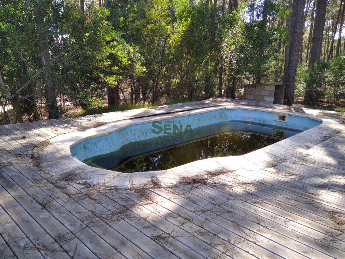 Chihuahua - GoPunta - Portal Inmobiliario de Punta del Este - Maldonado