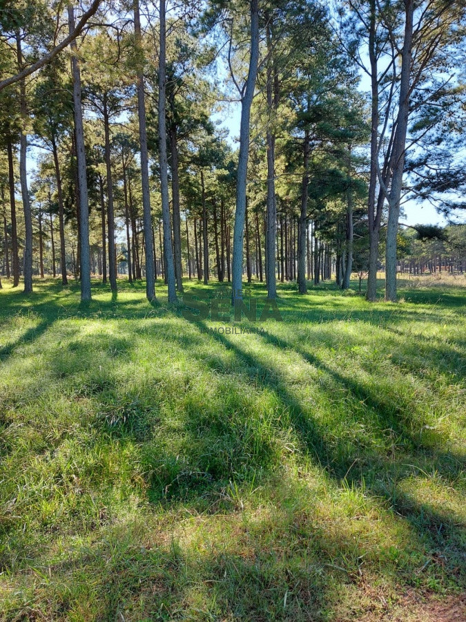 La Pataia - GoPunta - Portal Inmobiliario de Punta del Este - Maldonado