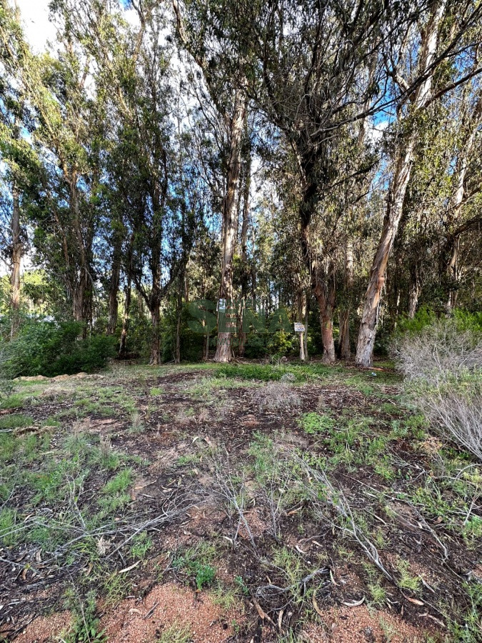 Burnett - GoPunta - Portal Inmobiliario de Punta del Este - Maldonado