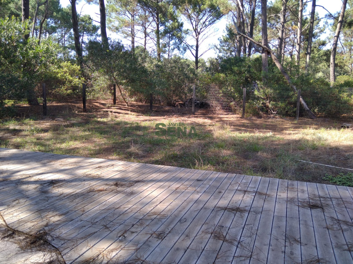 Chihuahua - GoPunta - Portal Inmobiliario de Punta del Este - Maldonado