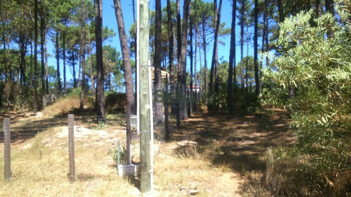 Chihuahua - GoPunta - Portal Inmobiliario de Punta del Este - Maldonado