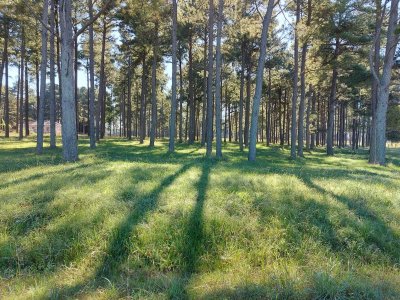 Venta de lote en chacras del Pinar, 1000m2 de tierra.